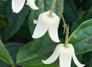 Gardening tips: plant Clematis ‘Winter Beauty’