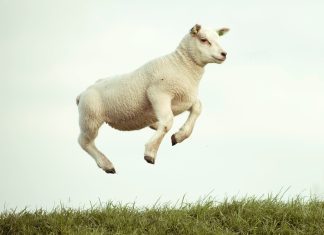 Sleep fact and fiction: does counting sheep work?