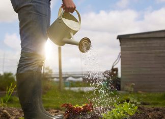 Green shoots: how veganism is changing gardening
