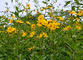 Plant jerusalem artichokes now for a plentiful supply