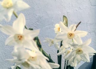 Watching and waiting for the spring flowering