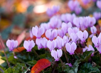 Colourful plants that thrive in cold weather
