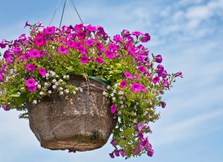 A beautiful hanging basket – and six other signs you’ve mastered adulthood