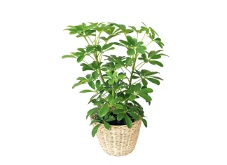 The Umbrella Plant: A Verdant Marvel for Your Indoor Oasis